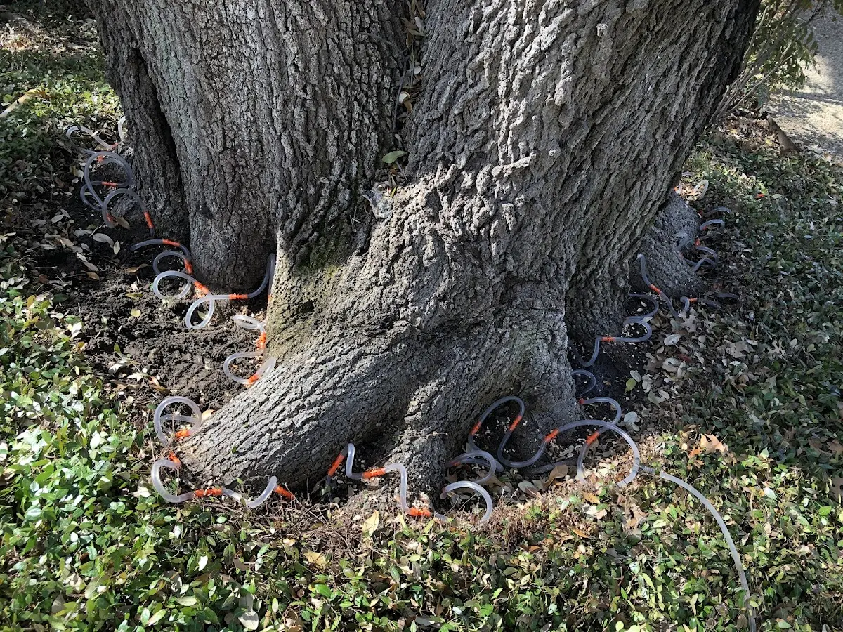 Detailed Tree Cabling and Bracing job site in East China