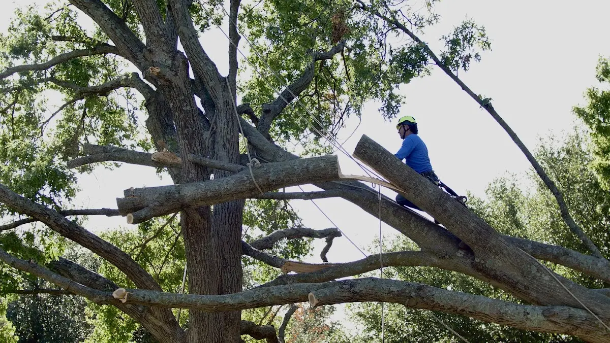 Professional Hazardous Tree Removal performed by certified arborists in East China