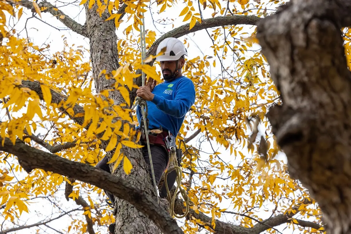 Skilled Stump Grinding crew working in East China